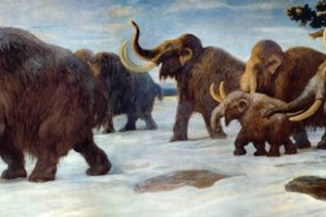 From Polar Bears to No Bears: a 15,000 Year History